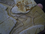 Flugsaurier - Pterodactylus - Reproduktion
