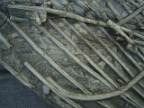 Ichthyosaurus mit zwei gefressenen Fischen im Bauch