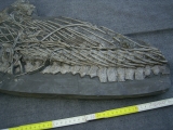 Ichthyosaurus mit zwei gefressenen Fischen im Bauch