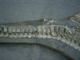 Ichthyosaurus mit zwei gefressenen Fischen im Bauch