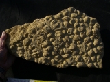 Stromatholithes - triassic age
