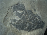 Millerosteus minor