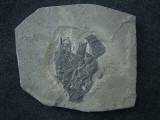 Millerosteus minor