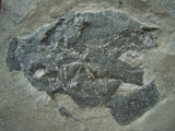 Millerosteus minor