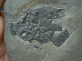 Millerosteus minor
