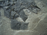 Millerosteus minor