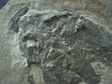 Millerosteus minor