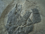 Millerosteus minor