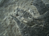 Millerosteus minor