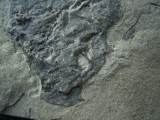 Millerosteus minor