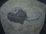 Millerosteus minor # 3