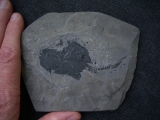 Millerosteus minor