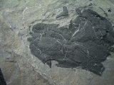 Millerosteus minor