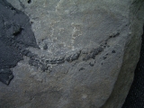 Millerosteus minor