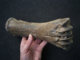 Auerochse Mittelhandknochen
