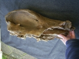 Nashorn Schädelstück mit Zähnen