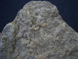 Tolle Seeigelplatte Acrosalenia