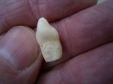 Cave bear incisor, juvenile