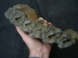 Waldnashorn Oberkiefer Stephanorhinus kirchbergensis