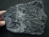 Pteraspis Bonebed