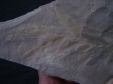 Pflanzenfossil Podozamites distans