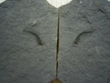 Listracanthus Haistachel