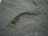 Listracanthus shark spine lower carboniferous