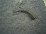 Listracanthus shark spine lower carboniferous