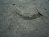 Listracanthus shark spine lower carboniferous