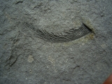 Listracanthus shark spine lower carboniferous