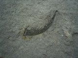Listracanthus shark spine lower carboniferous