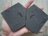 Listracanthus shark spine lower carboniferous