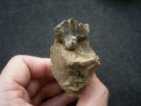 Hyänen Schädelfragment mit Zahn