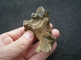 Hyänen Schädelfragment mit Zahn