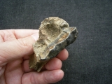 Hyänen Schädelfragment mit Zahn