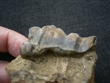 Hyänen Schädelfragment mit Zahn