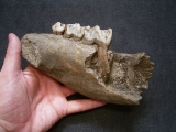Nashorn Kiefer mit drei Zaehnen, Coelodonta antiquitatis