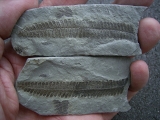 Beautiful Permian age plant fossil