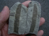 Pflanzenfossil aus dem Perm von Bad Sobernheim