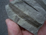 Pflanzenfossil aus dem Perm von Bad Sobernheim