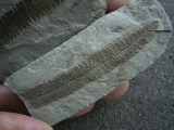 Pflanzenfossil aus dem Perm von Bad Sobernheim