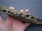 Rhino jaw, juvenile individual, interesting teeth status