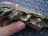 Rhino jaw, juvenile individual, interesting teeth status