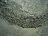 Gyroptychius - Quastenflosser aus dem Devon