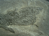 Gyroptychius - Quastenflosser aus dem Devon