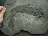 Gyroptychius - Quastenflosser aus dem Devon
