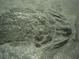 Gyroptychius - Quastenflosser aus dem Devon