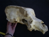 Cave bear skull