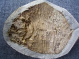 Triassic fish, Madagascar