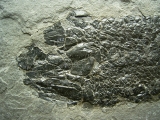 Quastenflosser Osteolepis